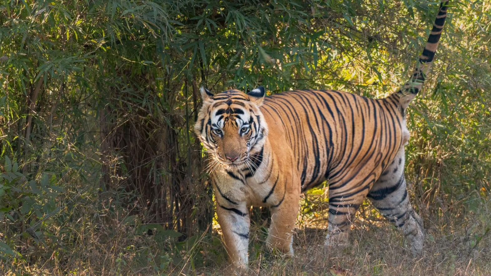 Bandhavgarh