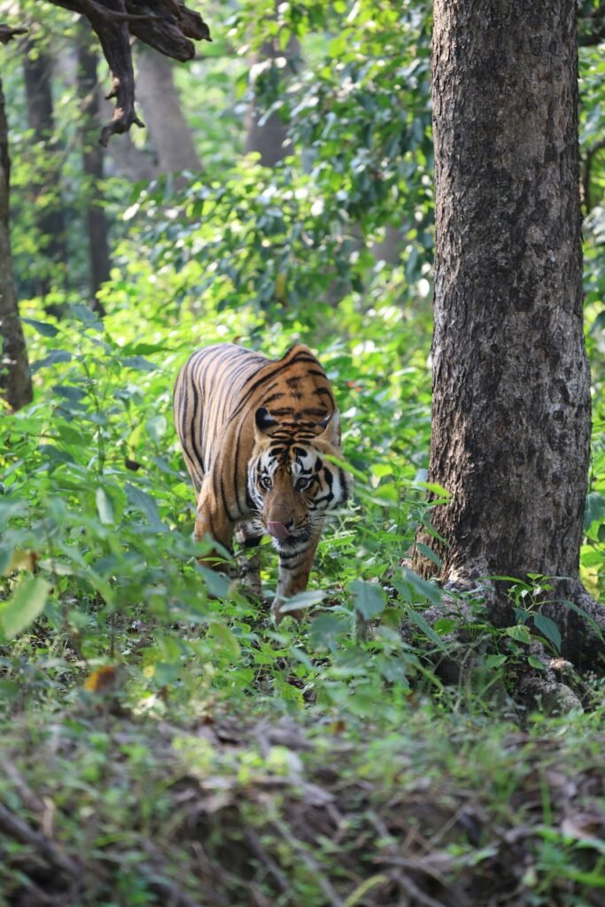 Tiger walking through green forest at Kanha National Park