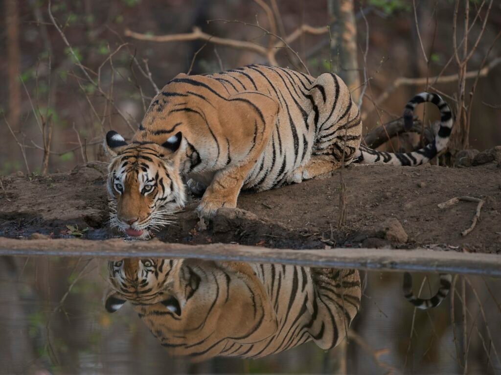 Tigress drinking at a waterhole in Pench Tiger Reserve