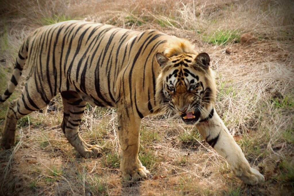 Tiger walking through dry grass at Tadoba-Andhari Tiger Reserve