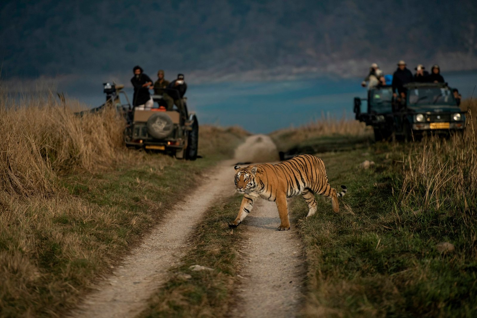 Tiger crossing a forest track with safari gypsies watching
